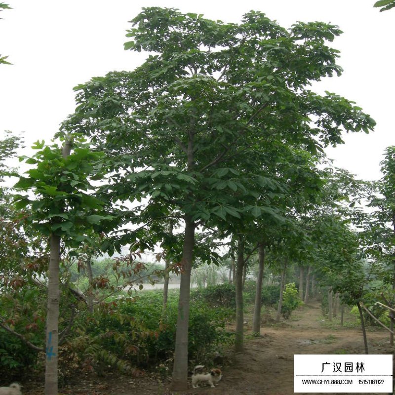 七葉樹基地