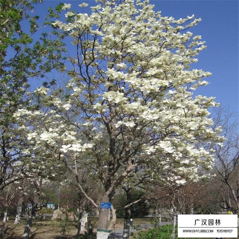 白玉蘭基地