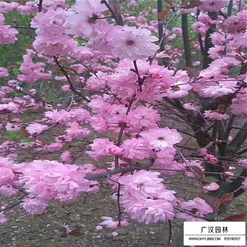 榆葉梅基地