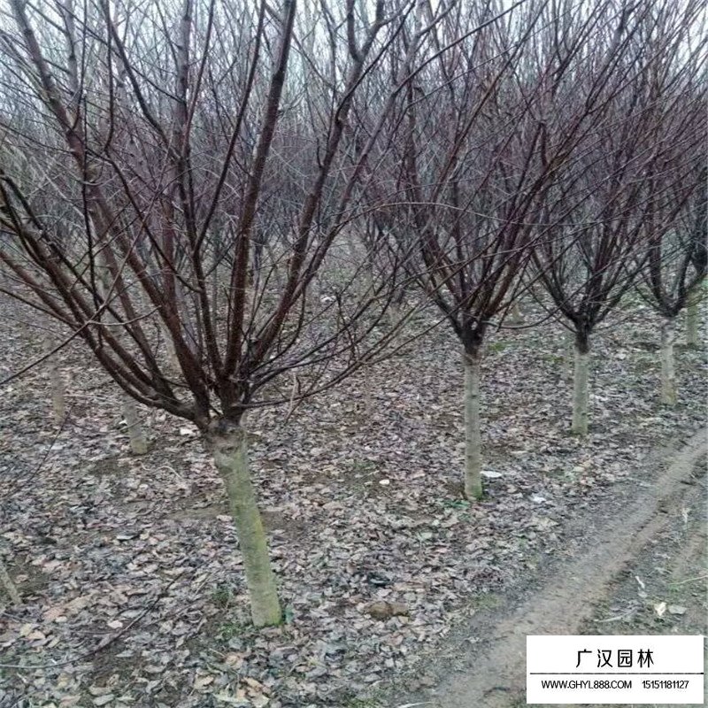 榆葉梅基地