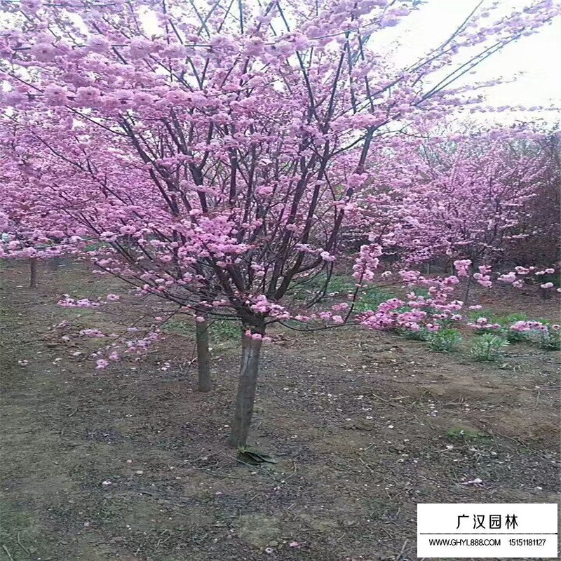 榆葉梅基地