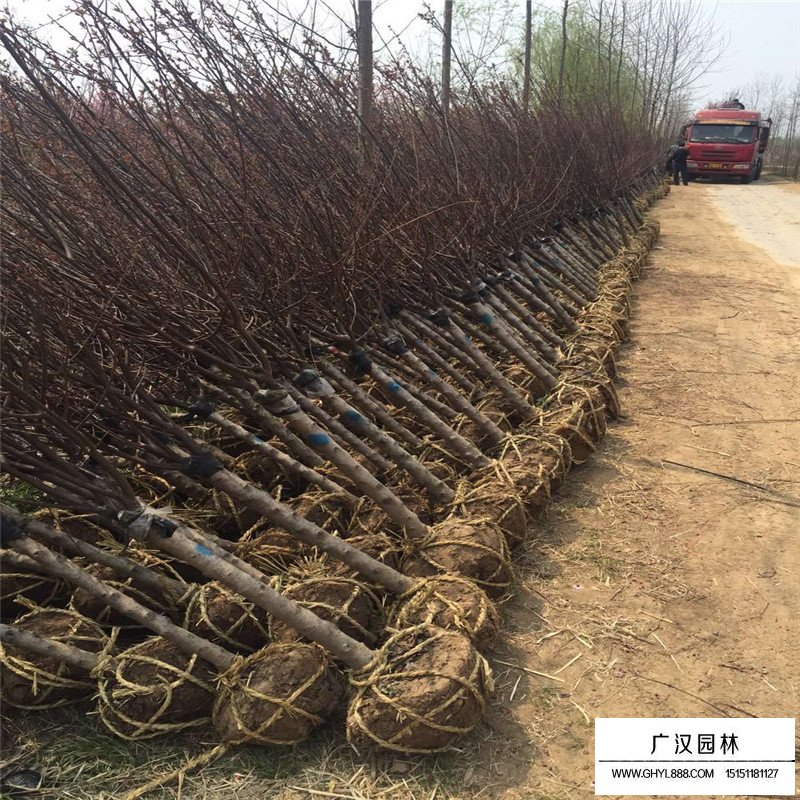 榆葉梅基地