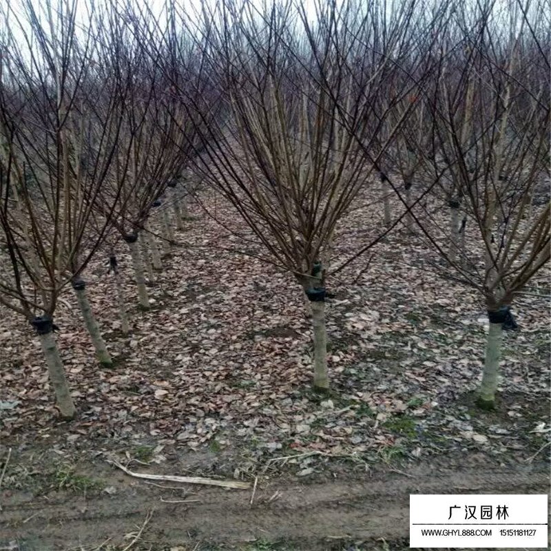 榆葉梅基地