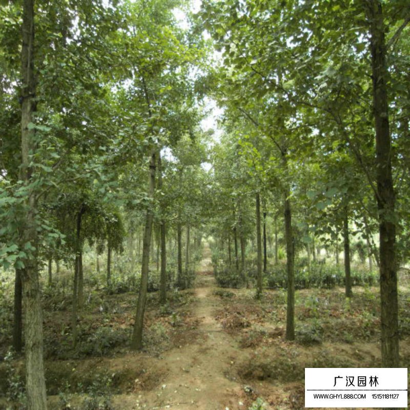 銀杏基地