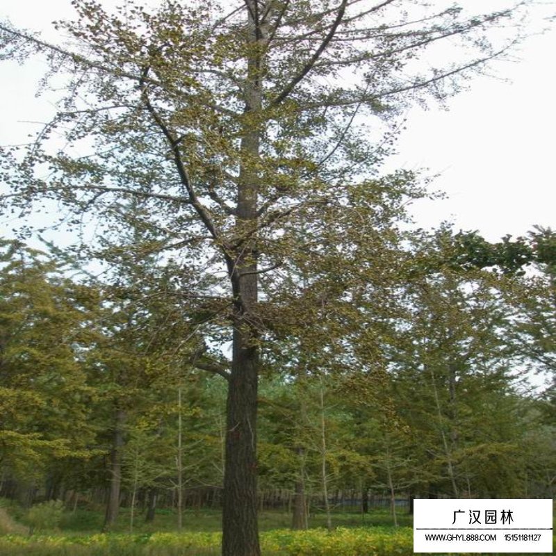銀杏基地