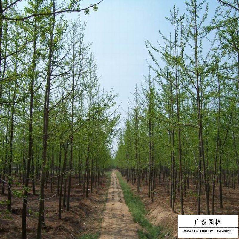 銀杏基地