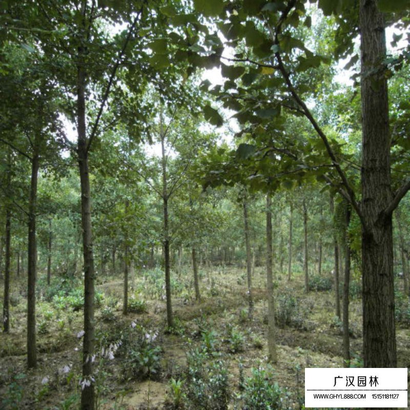 銀杏基地