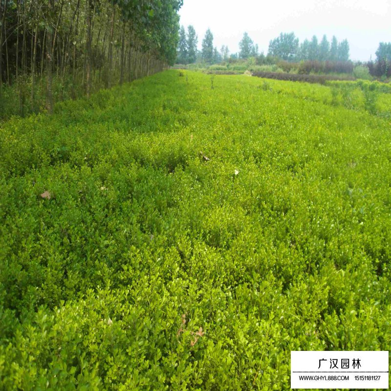 小葉黃楊基地