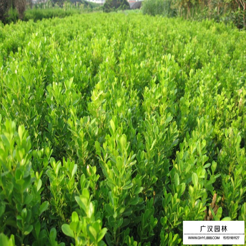 小葉黃楊基地