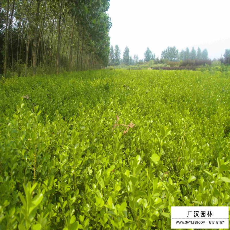 小葉黃楊基地