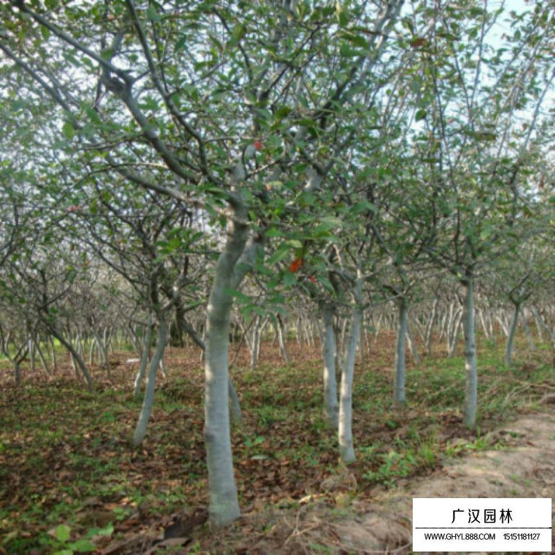 垂絲海棠基地