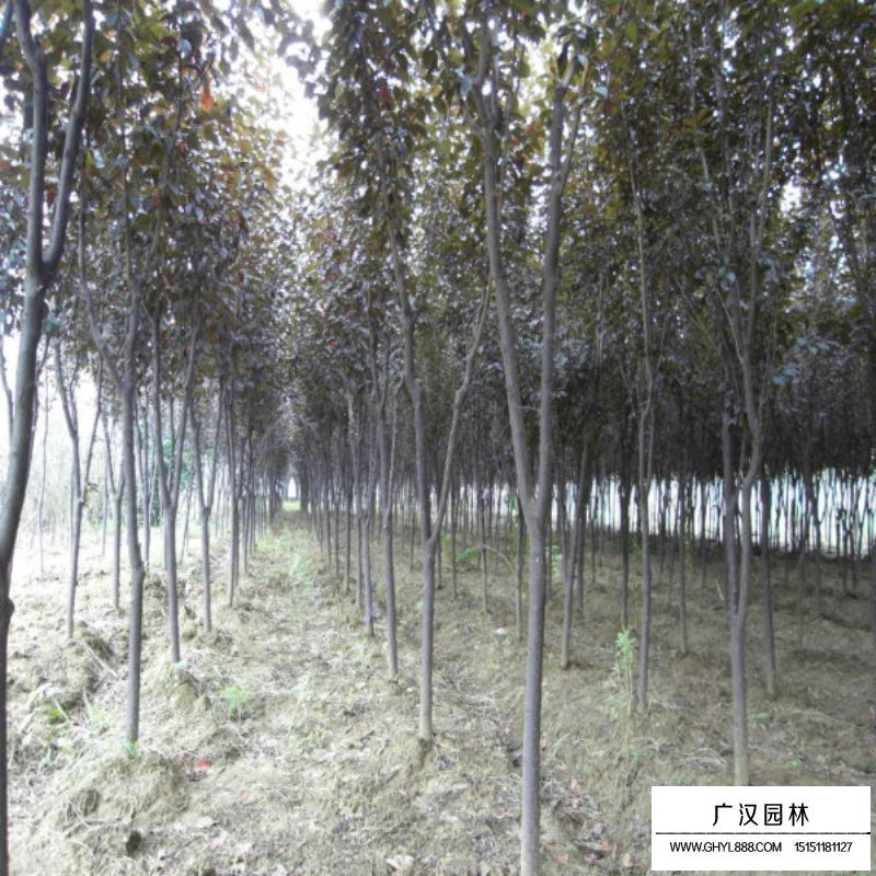 紫葉李基地