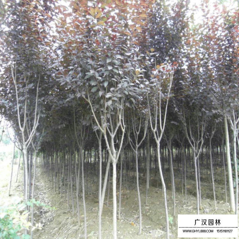 紫葉李基地