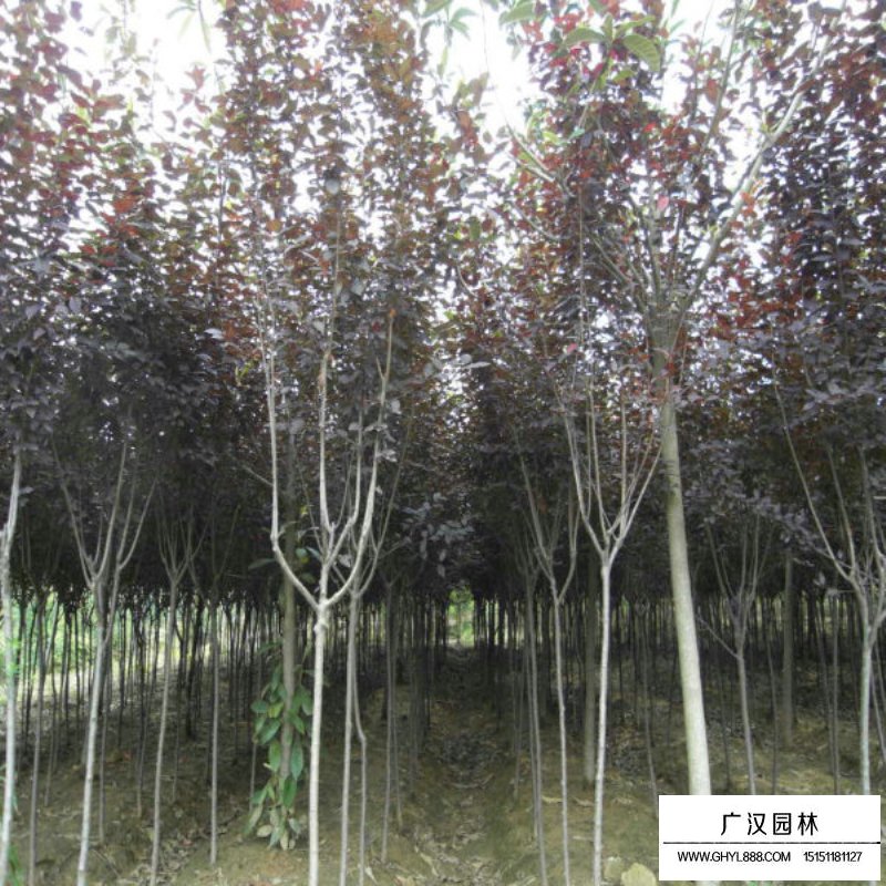 紫葉李基地
