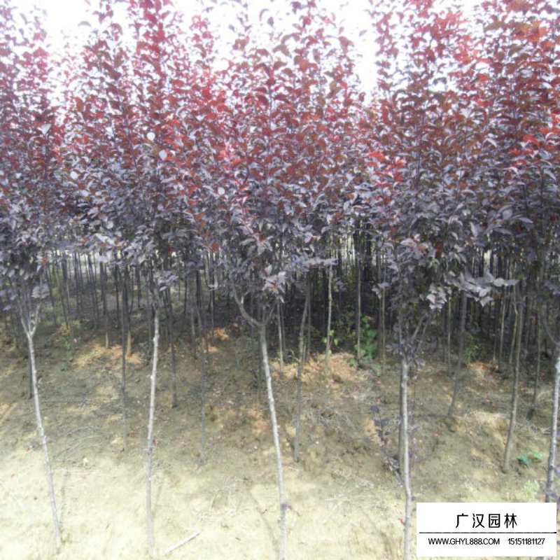 紫葉李基地