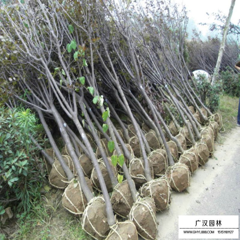 紫葉李基地