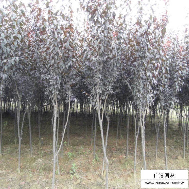 紫葉李基地