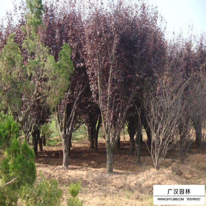 紫葉李基地