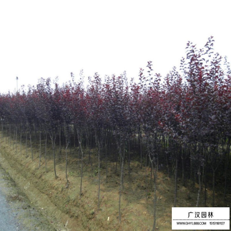紫葉李基地