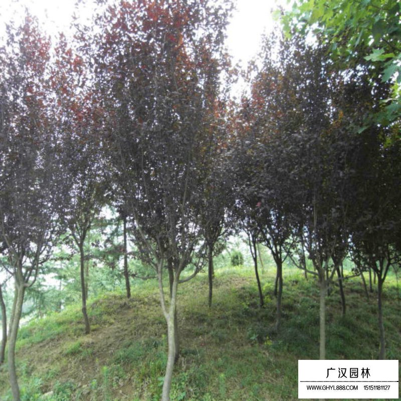 紫葉李基地