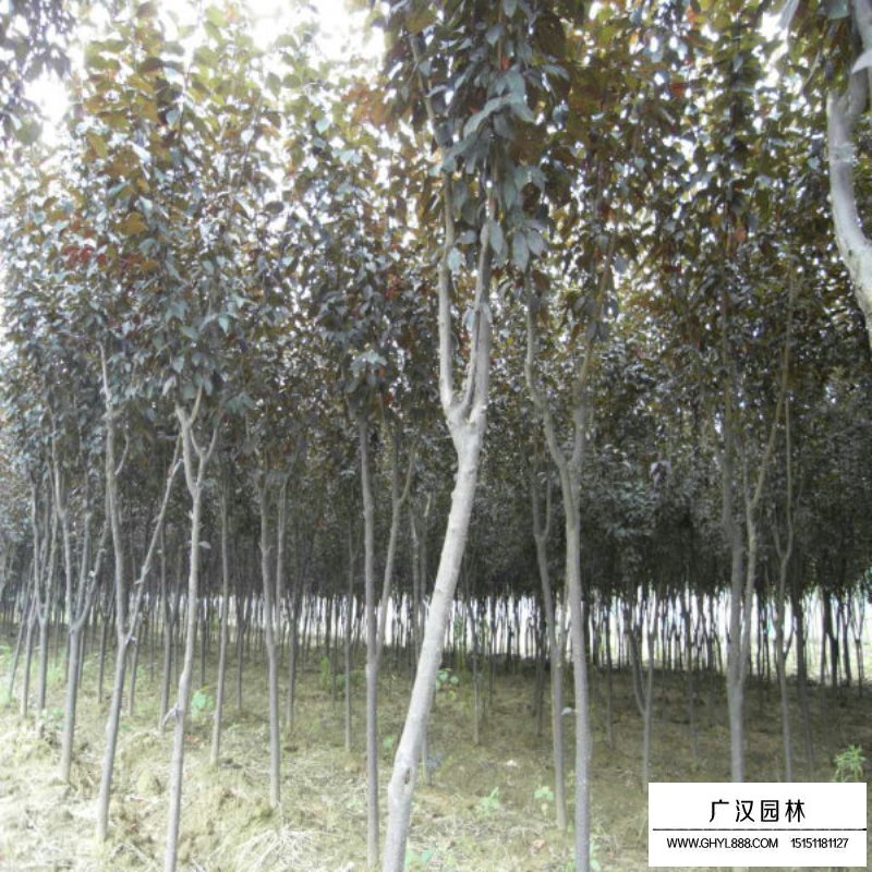 紫葉李基地