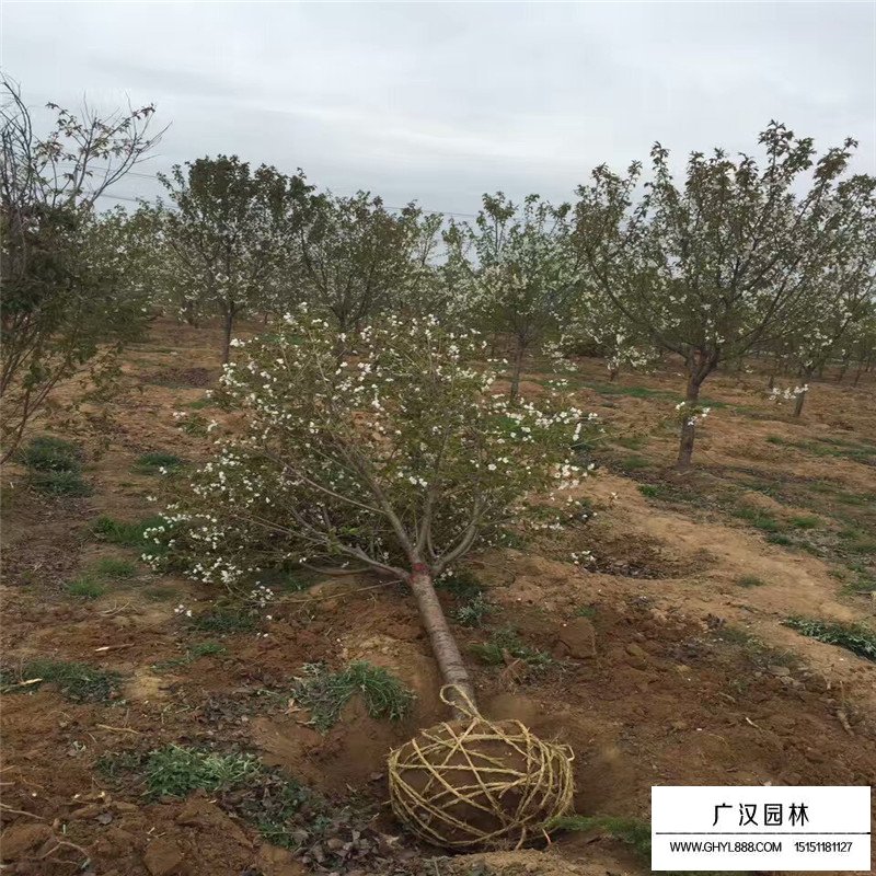 櫻花產地