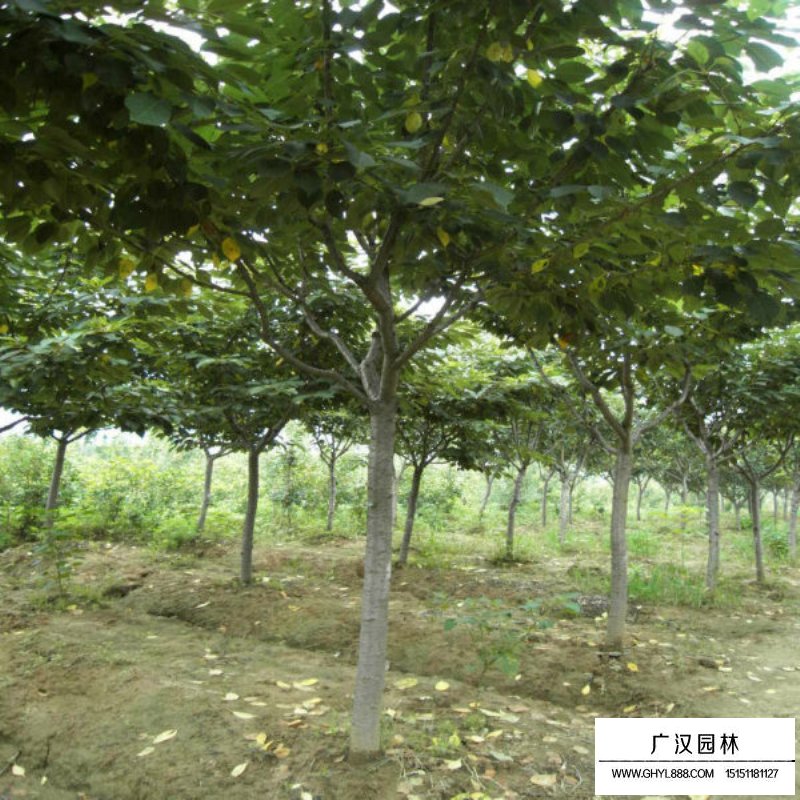 櫻花基地