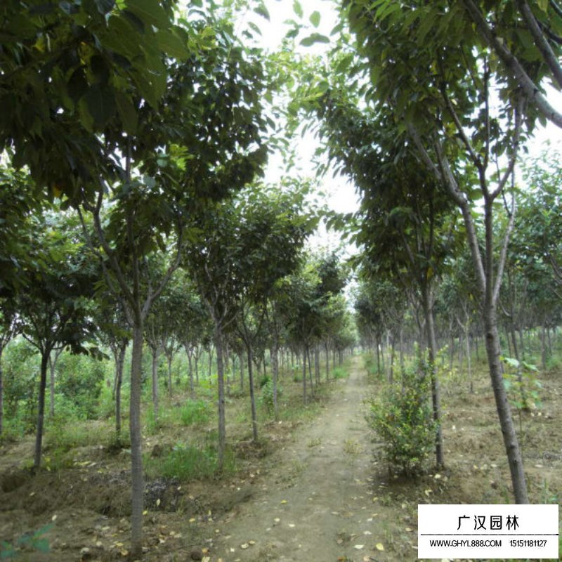 櫻花基地