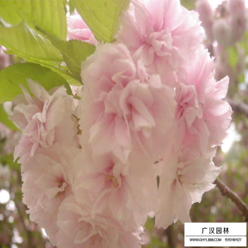 櫻花基地