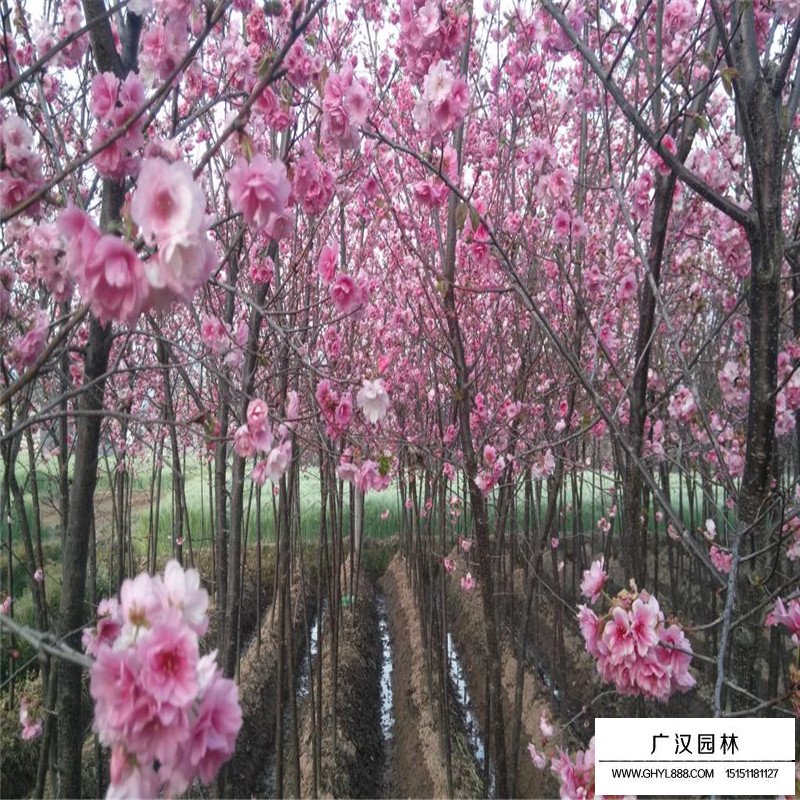櫻花基地