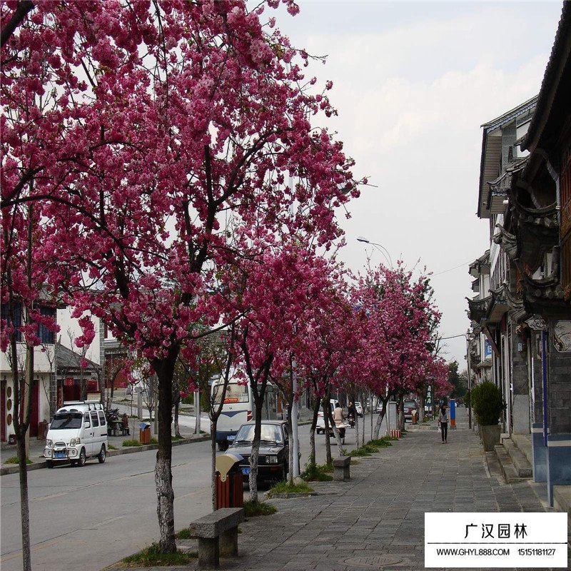 櫻花基地