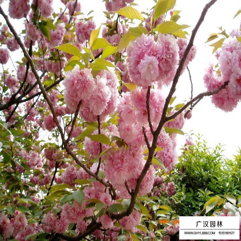 櫻花基地