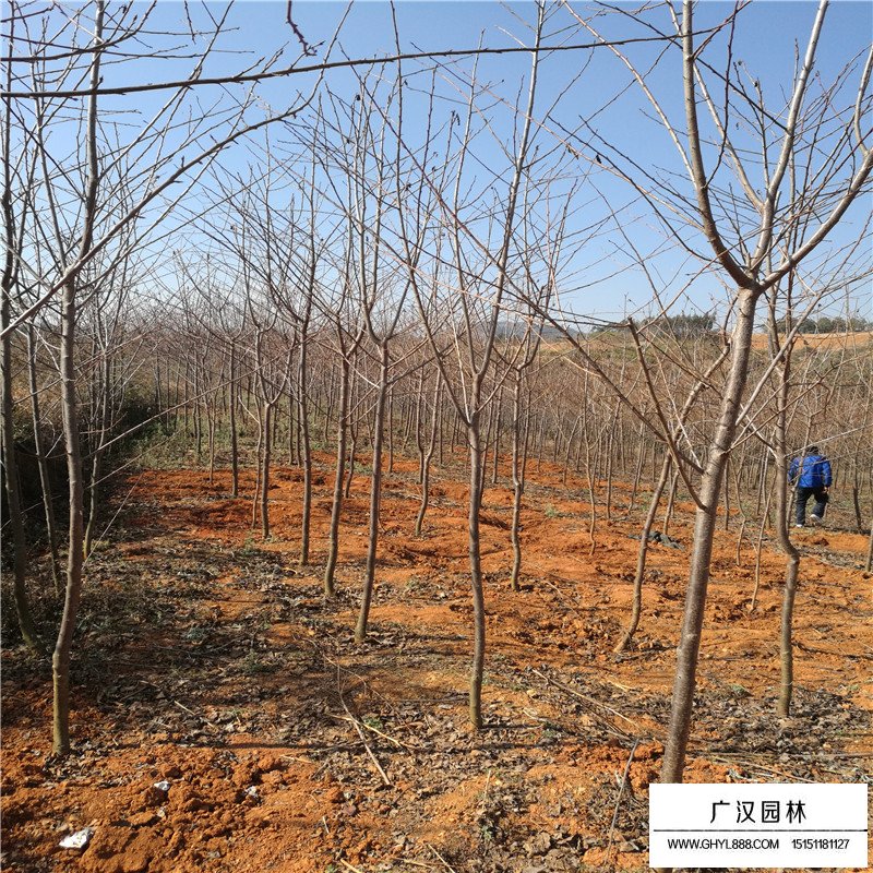 櫻花基地
