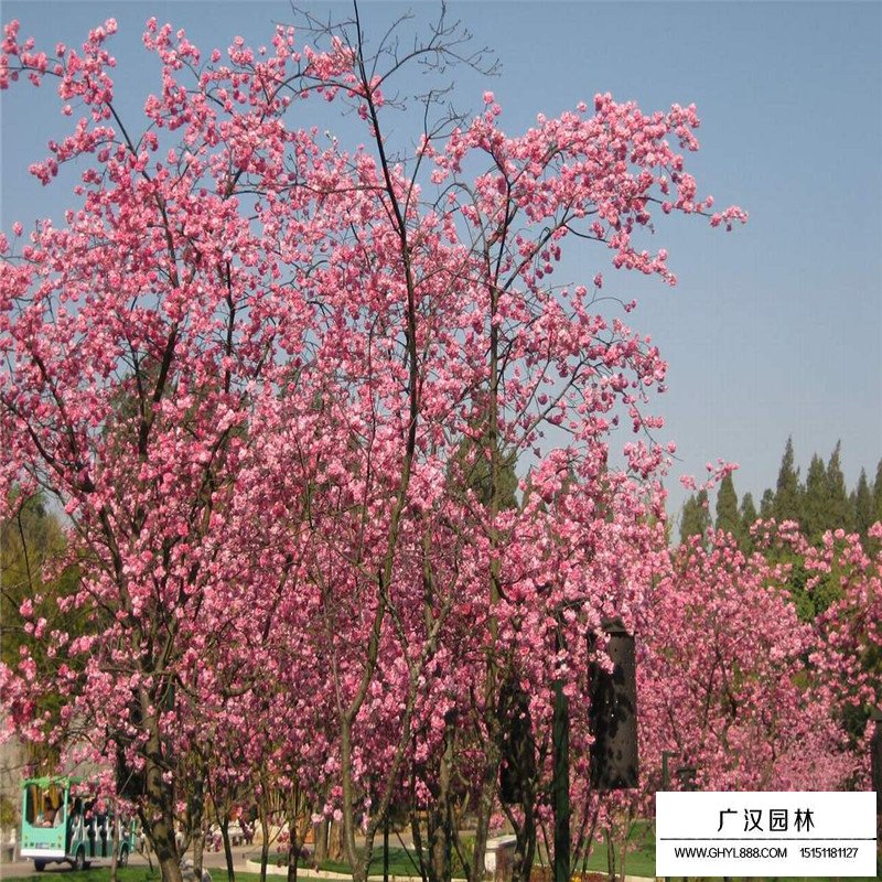 櫻花基地
