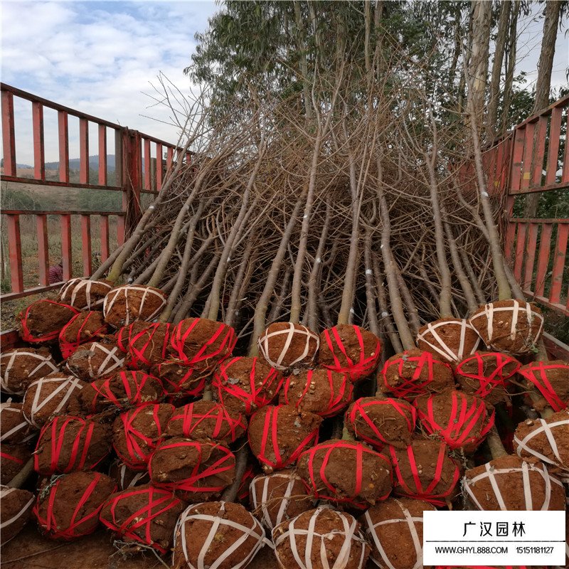 櫻花基地