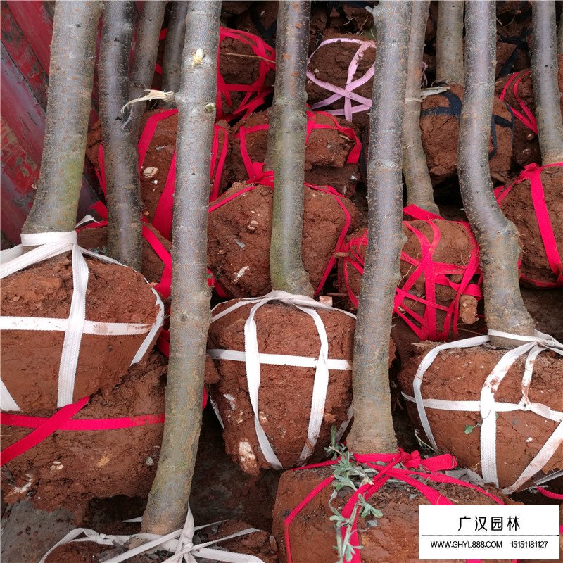 櫻花基地