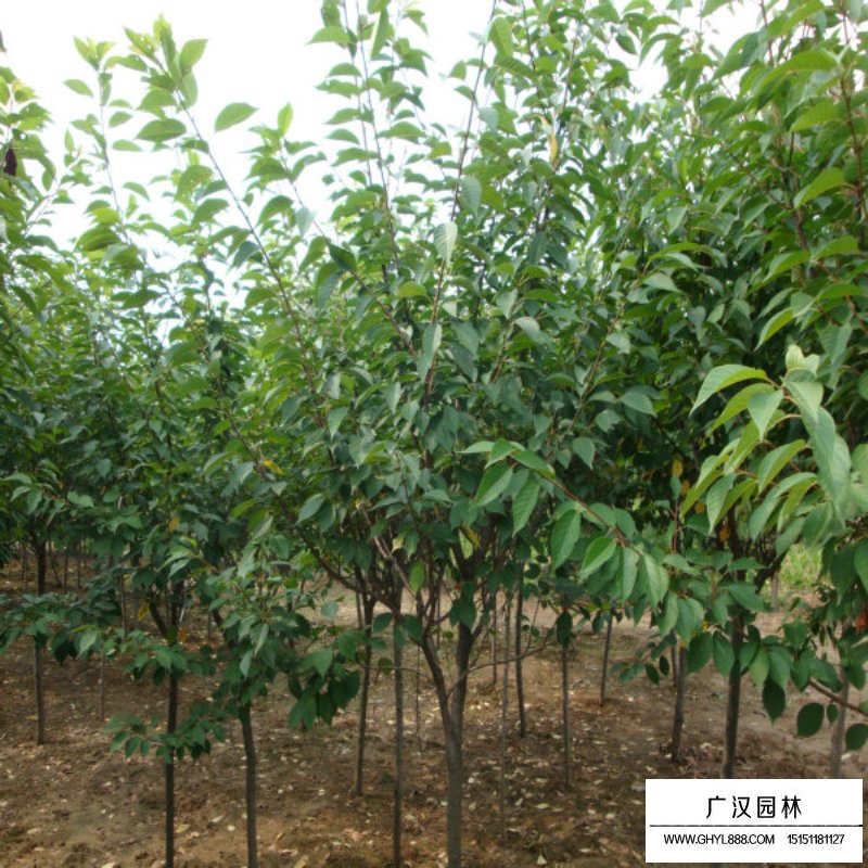 櫻花基地