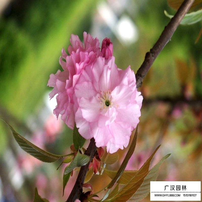 櫻花基地