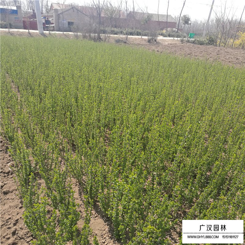 水臘與小葉女貞的區別