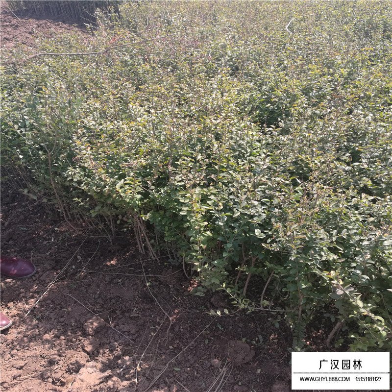 水臘與小葉女貞的區別