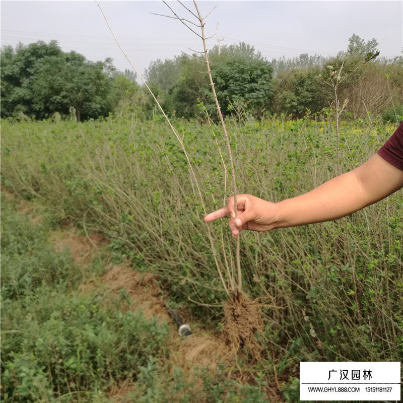 水臘與小葉女貞的區別