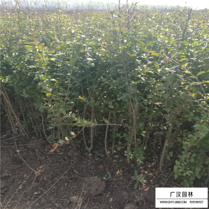 水臘與小葉女貞的區別
