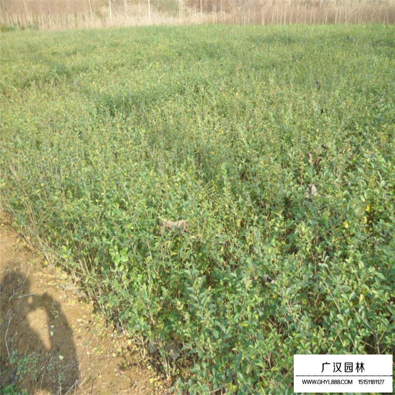 水蠟基地
