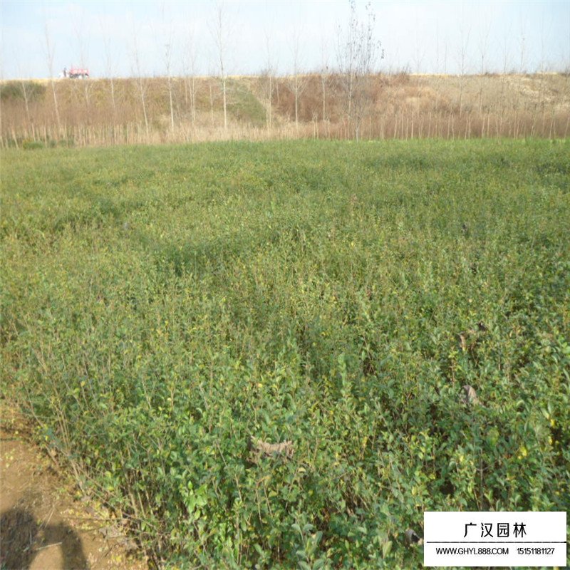 水臘價格