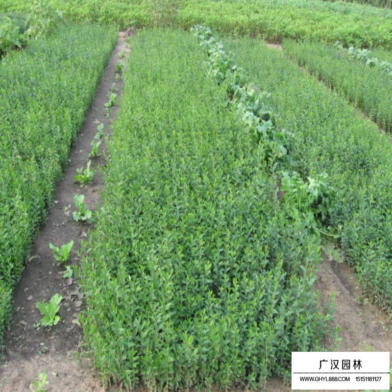 水臘價格