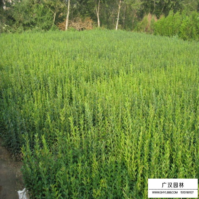 水臘價格