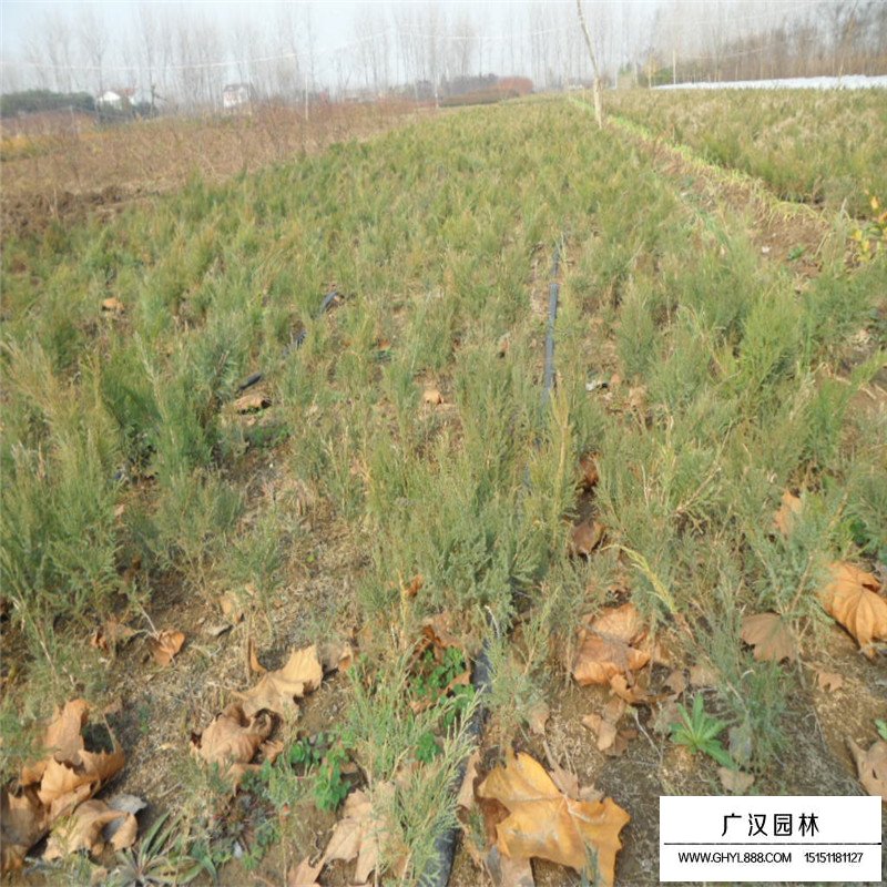 沙地柏價格