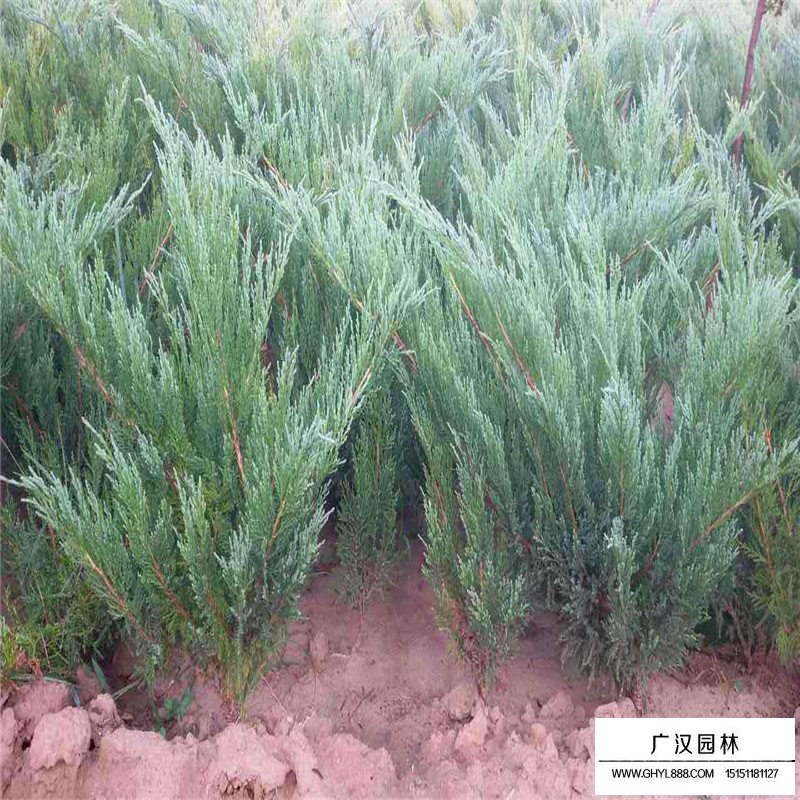 沙地柏價格