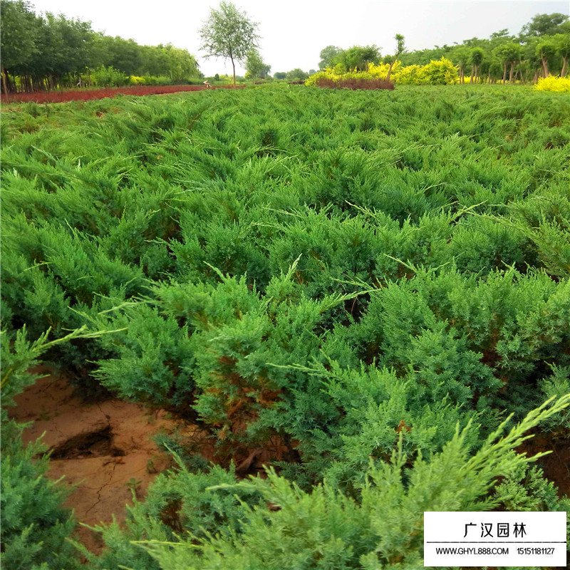 沙地柏價格