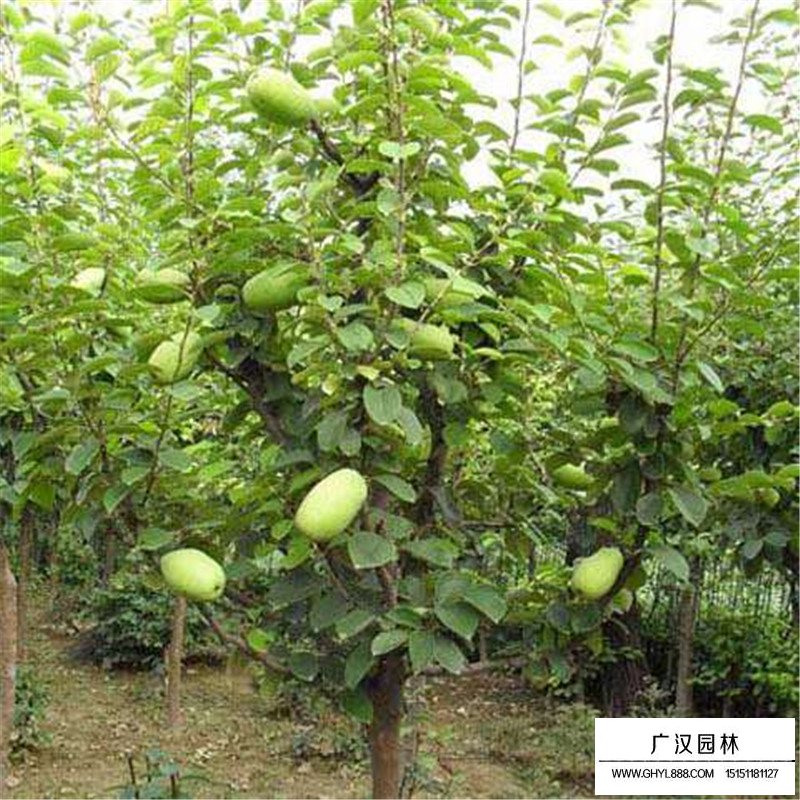 木瓜樹病蟲害